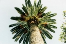 morocco_palm_tree1