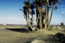 palm