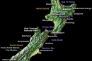 new_zealand_map